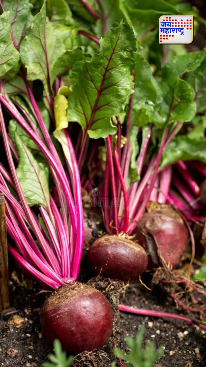 Beetroot Benefits : बीट खाल्ल्याने खरचं रक्त वाढतं का?