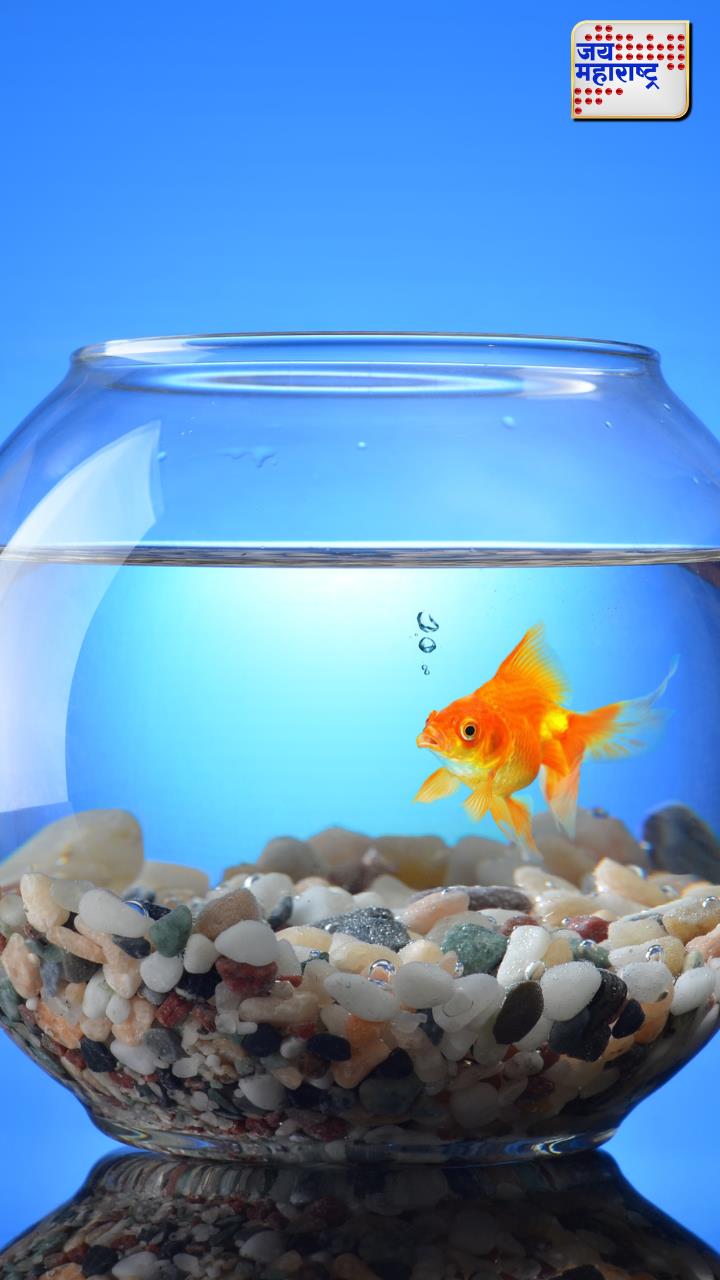 Fish tank : फिश टँक ठेवण्याची योग्य दिशा कोणती? जाणून घ्या…