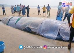 गणपतीपुळेच्या किनाऱ्यावर व्हेलने प्राण सोडला