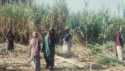 वेदनादायी! 30,000 ऊसतोड कामगार महिलांनी काढले गर्भाशय