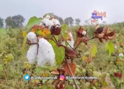 अमरावतीत गारपिटीमुळे शेतकऱ्यांचे नुकसान