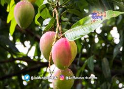 अवकाळी पावसामुळे आंबा पिकाचे नुकसान