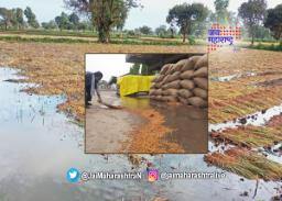 अवकाळी पावसामुळे शेतमाल खराब