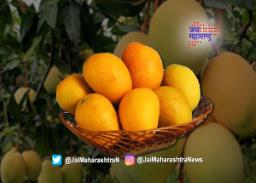 अवकाळी पावसामुळे होतोय हापूसच्या चाहत्यांचा हिरमोड