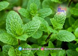 उन्हाळ्यासाठी खास पुदिन्याचा फेसपॅक