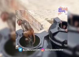 उष्णतेला माकडेही त्रासली,पाहा व्हायरल व्हिडिओ