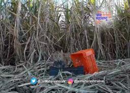 ऊसाच्या शेतात आढळले बिबटयाचे बछडे