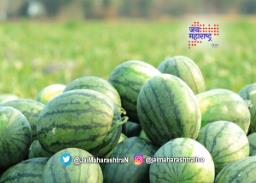 कलिंगडाच्या पांढऱ्या भागाचा शिरा