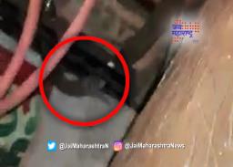 कुरिअरने आलेल्या सामानात कोब्रा आढळल्याने खळबळ