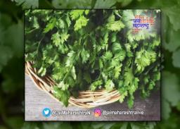 कोथिंबीरच्या जुडीला १२० ते १५० रुपये भाव