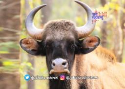 गव्याच्या मृत्यूनंतर आपण काय शिकलो