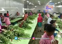 जगभरातील प्रेमिकांना मावळच्या गुलाबांची भुरळ