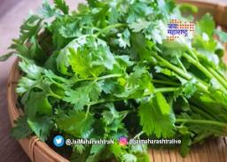दर नसल्यानं कोथिंबिर वाटली फुकटात