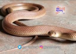 दुर्मीळ जातीचा “धूळ नागीण” सर्प