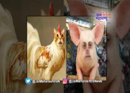 नवाब मलिक-नितेश राणे यांच्यात पातळी सोडून टीका