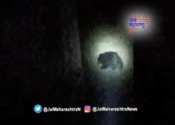 नागपूरच्या वस्तीत अस्वलाची दहशत