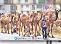 नाशिक उंट तस्कर प्रकरण