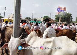 पाऊस नसल्यानं बैलाच्या किमती उतरल्या