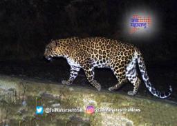 पुण्यात मॉर्निगवॉकला जाणाऱ्या तरुणावर बिबट्याचा हल्ला