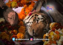 पेंचमधील कॉलरवाली वाघिणीचा मृत्यू