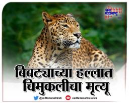 बिबट्याच्या हल्ल्यात चिमुकलीचा मृत्यू