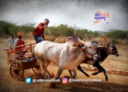 ‘हे’ आहेत बैलगाडा शर्यतीसाठी अटी-नियम