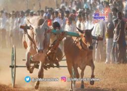 बैलगाडा शर्यतीला सर्वोच्च न्यायालयाकडून सशर्त परवानगी