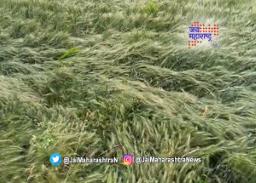 महाराष्ट्रात वादळी वाऱ्यासह पावसाचा अंदाज