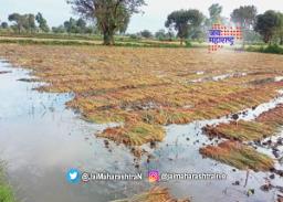मेळघाटात हरभरा आणि गहू पिकांचं नुकसान