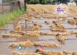 राज्यात पुढील ५ दिवस अवकाळीचा अंदाज