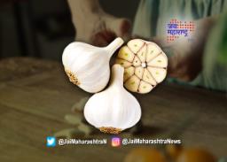 लसणाचा वापर हा जवळपास सर्वचं पदार्थ बनविण्यासाठी करतात.