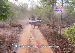 वाघांची  ट्रेन
