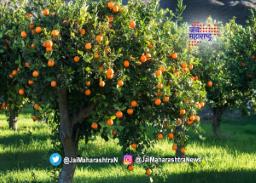 वाढत्या तापमानामुळे संत्र्यावर संकट