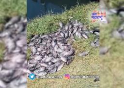 साताऱ्यातील नीरा नदीतील लाखो माशांचा मृत्यू