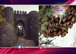 सिंहगडावर मधमाशांचा पर्यटकांवर हल्ला