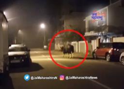 सीमेवरचा गवा अखेर सांगलीत दाखल