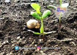 सोयाबीन पिकावर गोगलगायचा प्रादुर्भाव