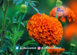 हवामानातील बदलांमुळे फुले महागली