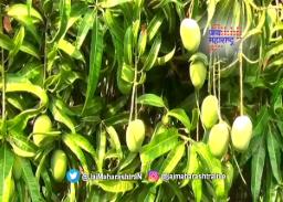 हापूस आंब्याला वाढत्या उष्णतेचा फटका