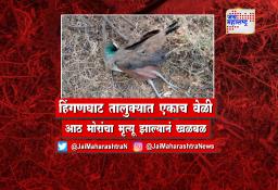 हिंगणघाट तालुक्यात एकाच वेळी आठ मोरांचा मृत्यू झाल्यानं खळबळ